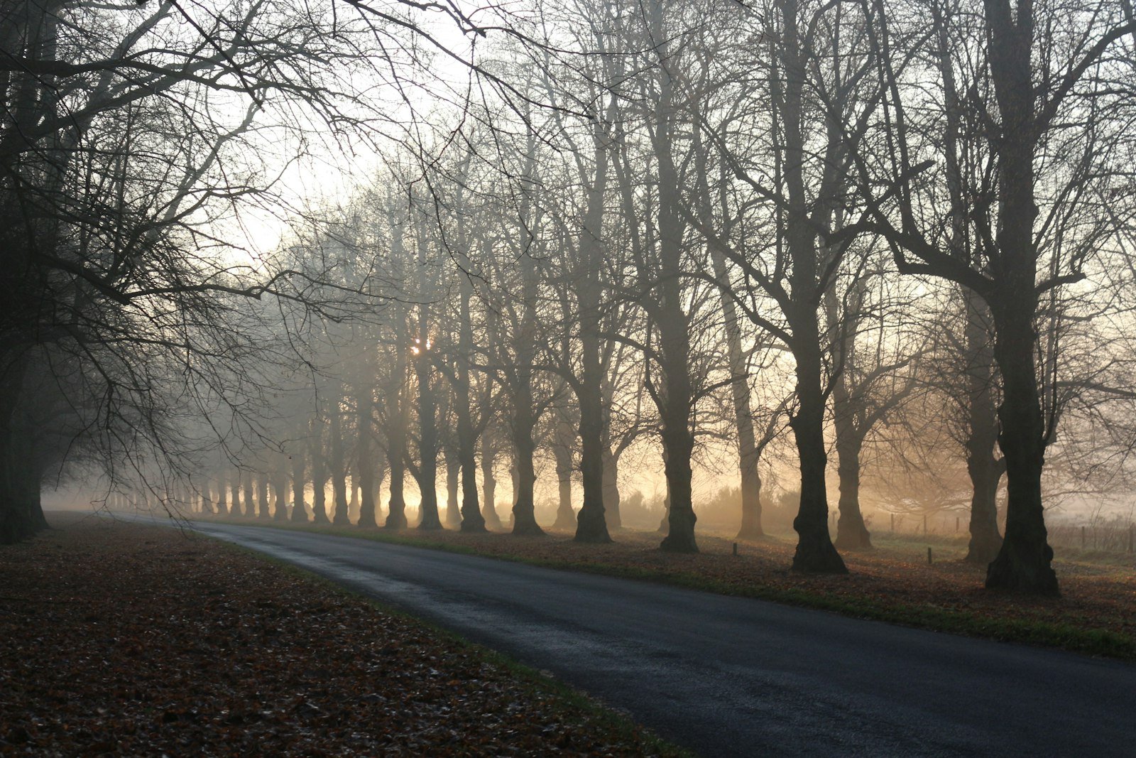 Estrada arborizada com névoa ao amanhecer, cujas árvores e o asfalto formam linhas guia que conduzem o olhar até o horizonte